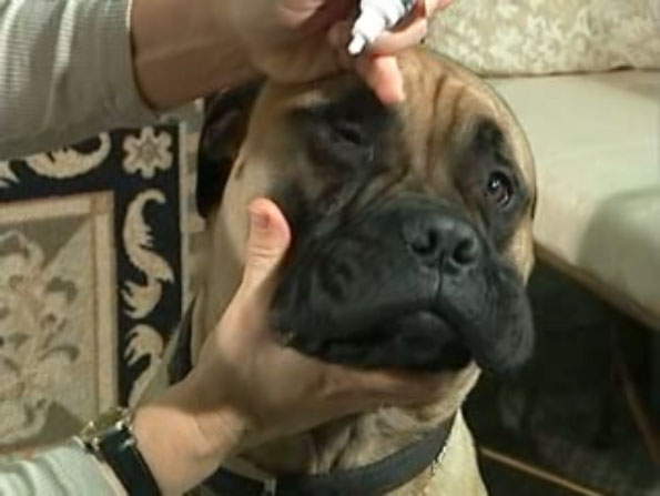 dog getting eye medicine