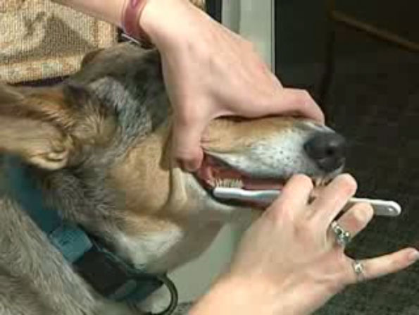 dog having its teeth brushed